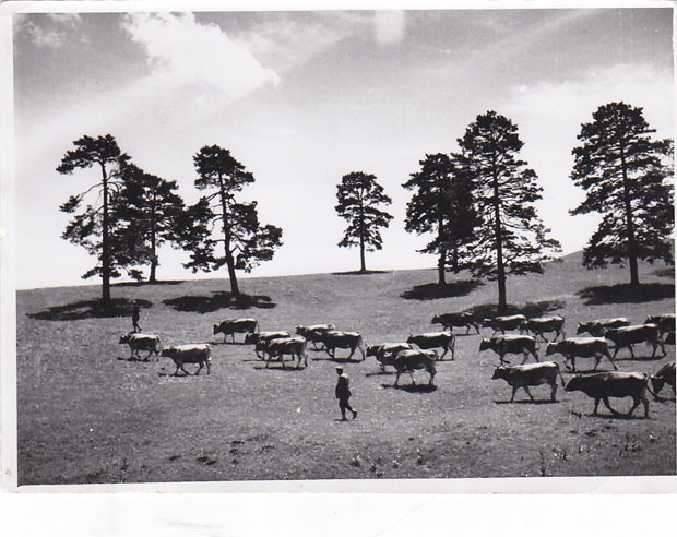 Хиљаду волова на дар: Како је Милош Велики одобровољио султана да врати Србији 907 села